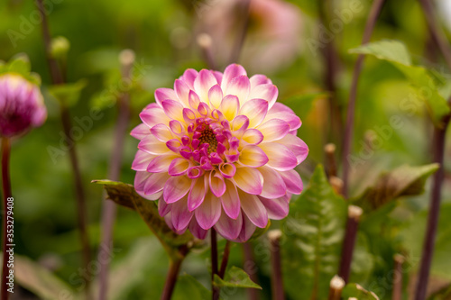 colorful flowers