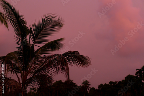 coconut tree in the beautiful evening 