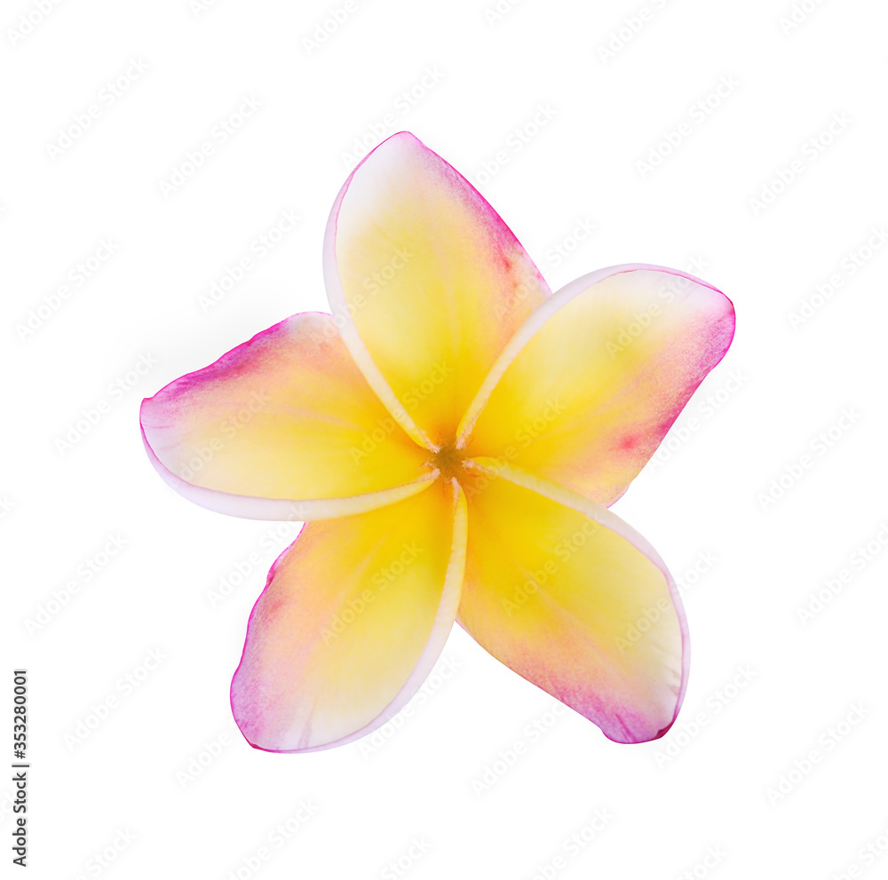 Plumeria flowers isolated on white background Plumeria flowers isolated on white background