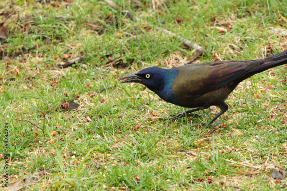 Colors of a Grackle Colors of a Grackle