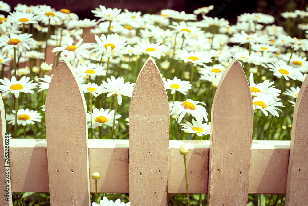 Wooden picket fence with white and yellow daisy flowers in the background. Wooden picket fence with white and yellow daisy flowers in the background.