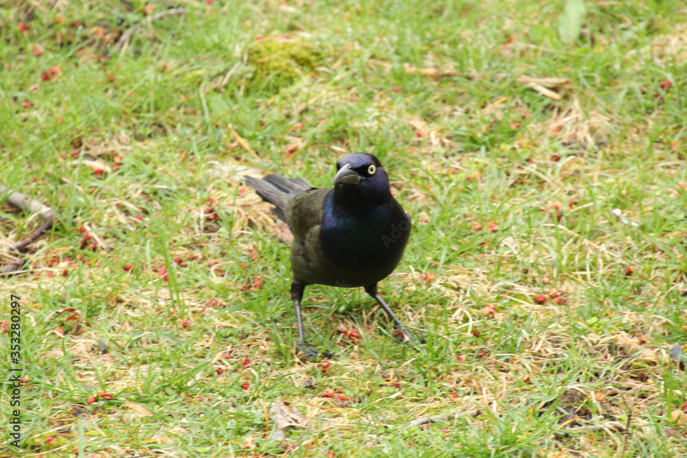 Obraz premium Poised to Fly