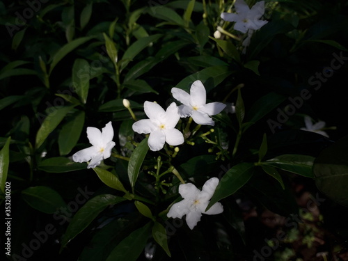 beautiful jasmine at cloudy day morning
