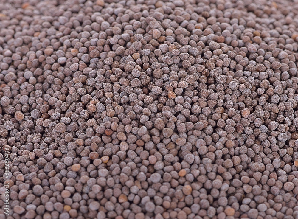 Perilla frutescens var seed on background Perilla frutescens var seed on background