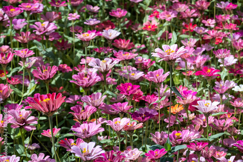 colorful cosmos flowers farm