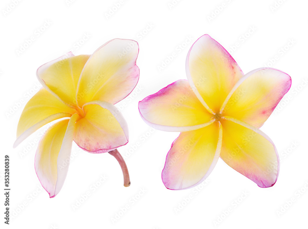 Plumeria flowers isolated on white background