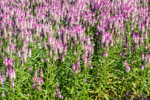 purple sage flowers