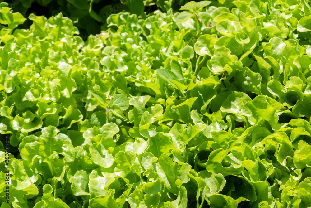 organic green vegetables farm organic green vegetables farm