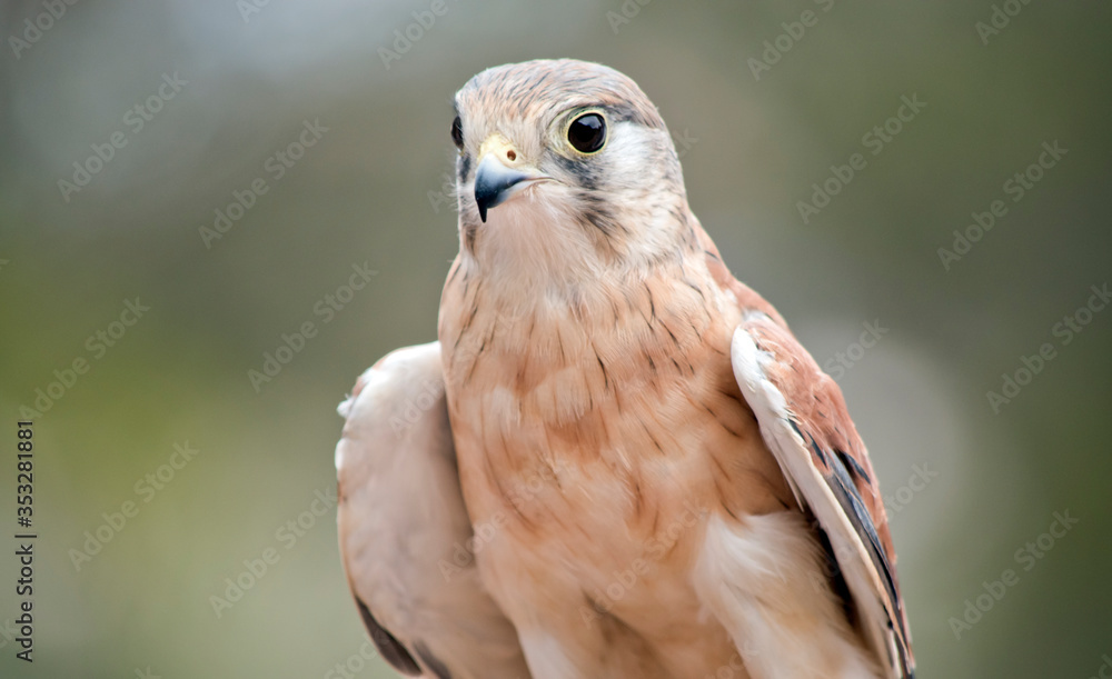 Obraz premium this is a close up of an Australian kestrel