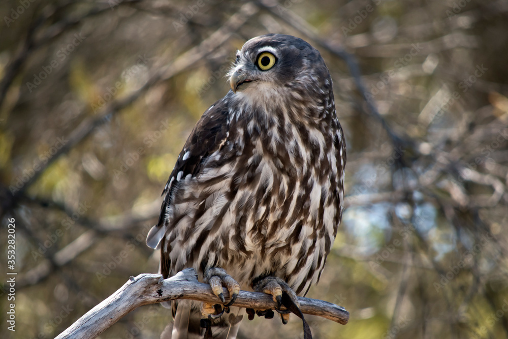 Obraz premium the barking owl is perched in a bush