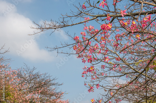 pink silk floss tree flowers