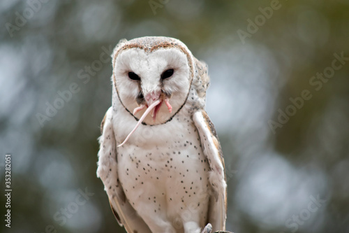 this is a close up of a barn owl eating a rat
