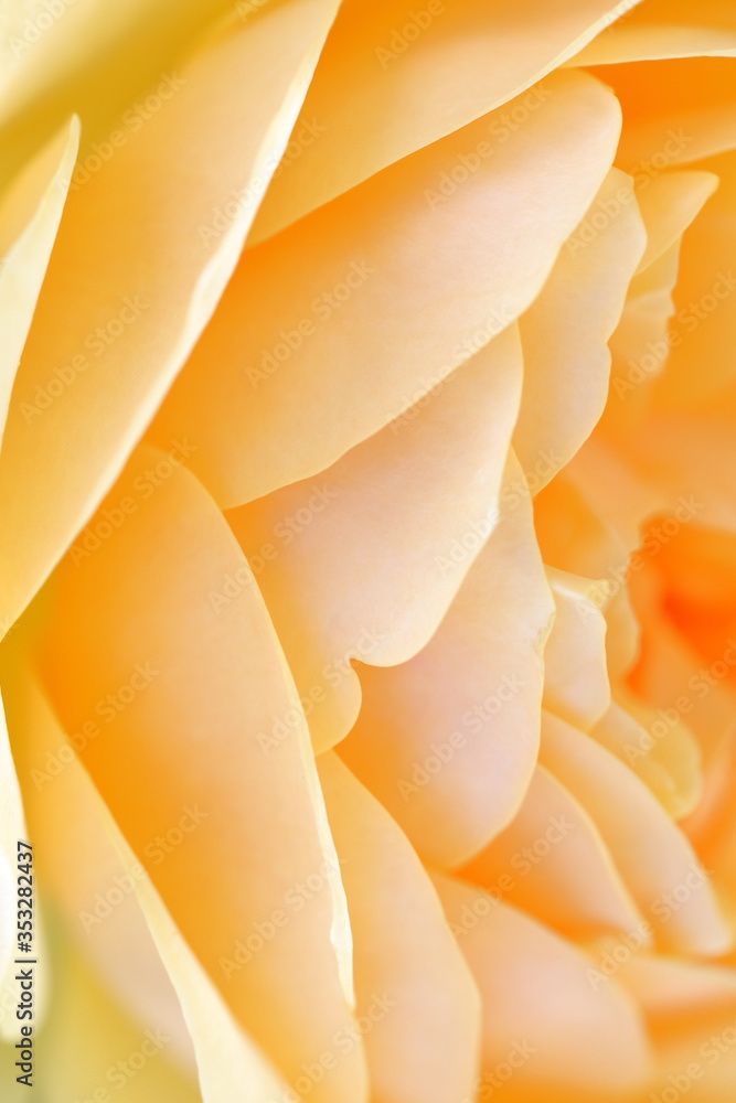 薔薇(バラ)グラハムトーマス 薔薇(バラ)グラハムトーマス