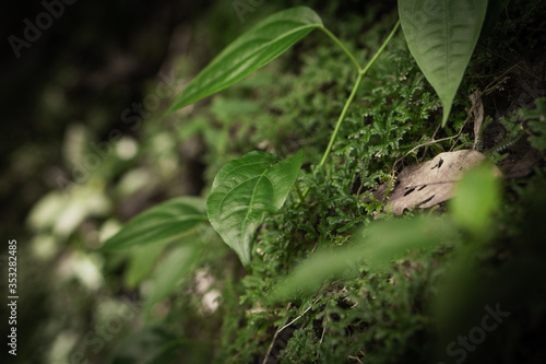tropical rainforest foliage