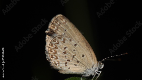 Wallpaper Mural small brown butterflies that perch on the weeds Torontodigital.ca
