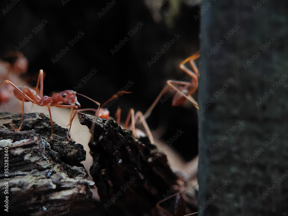 Picture of Ants on The Wood seen close up. fit for animal background. Blurry Background Picture of Ants on The Wood seen close up. fit for animal background. Blurry Background