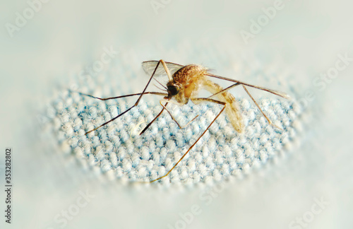 Macro Mosquito in Light Jeans