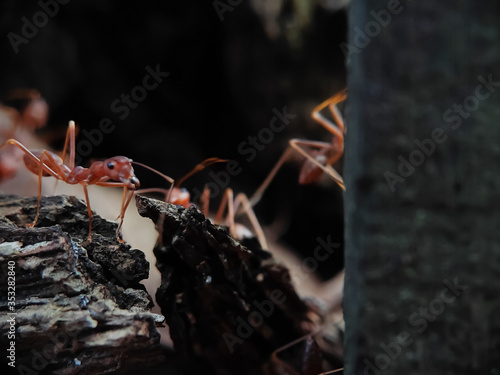 Picture of Ants on The Wood seen close up. fit for animal background. Blurry Background