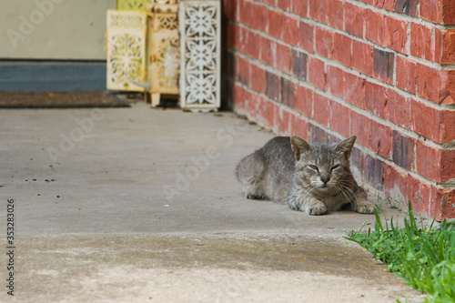 cat on the front porch