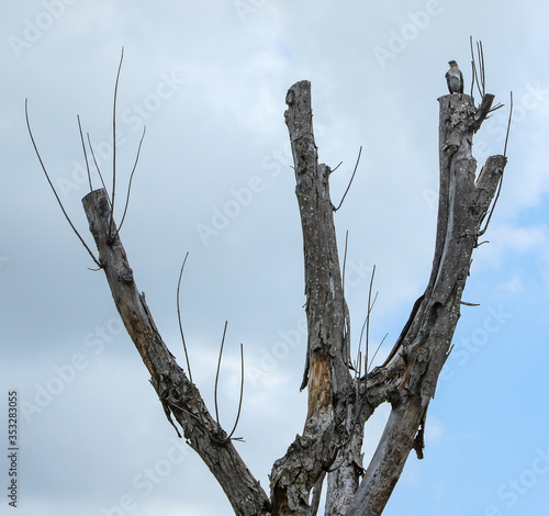 bird on a dead tree