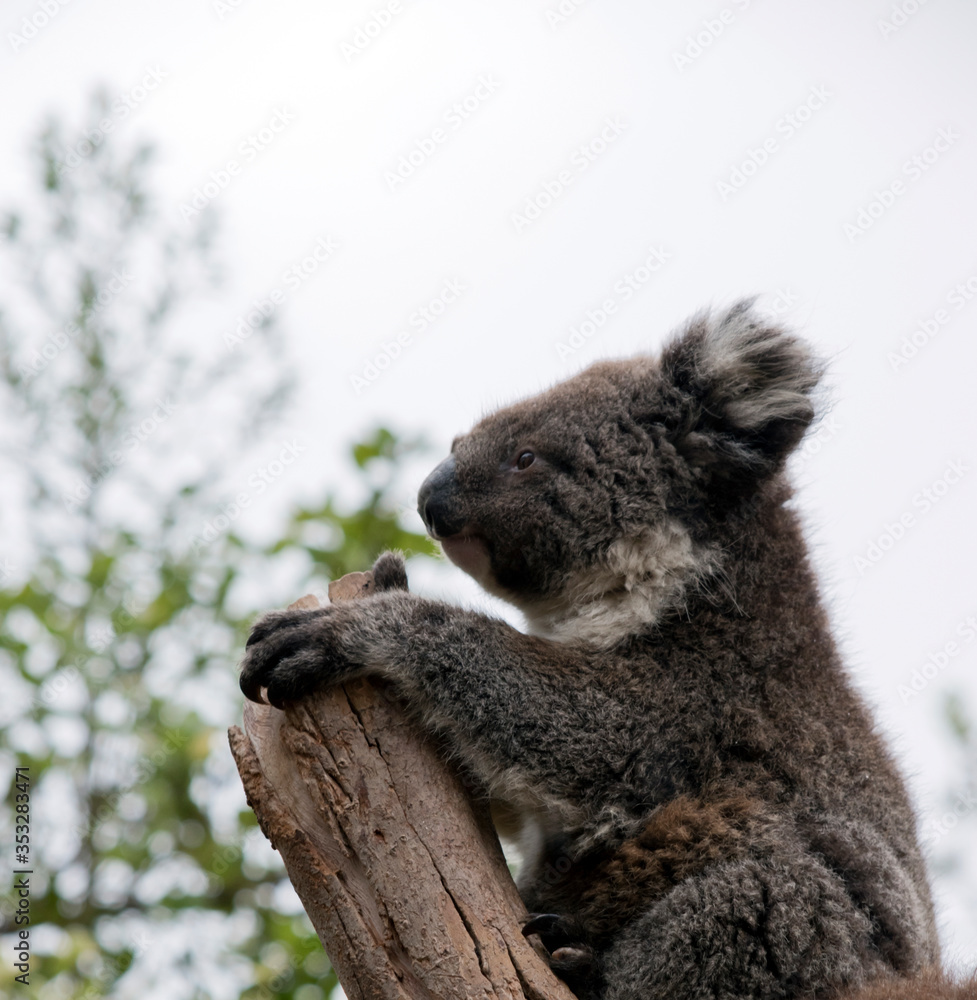 Fototapeta premium this is a 10 month old joey koala rescued from the bush fires on kangaroo island