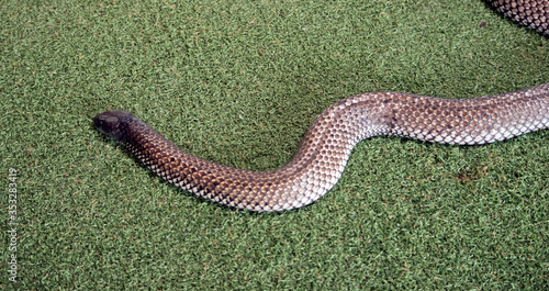 this is a side view of a Kangaroo Island tiger snake photo
