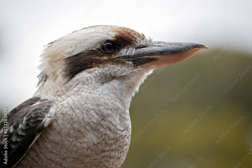 this is a close up of a laughing kookaburra this is a close up of a laughing kookaburra