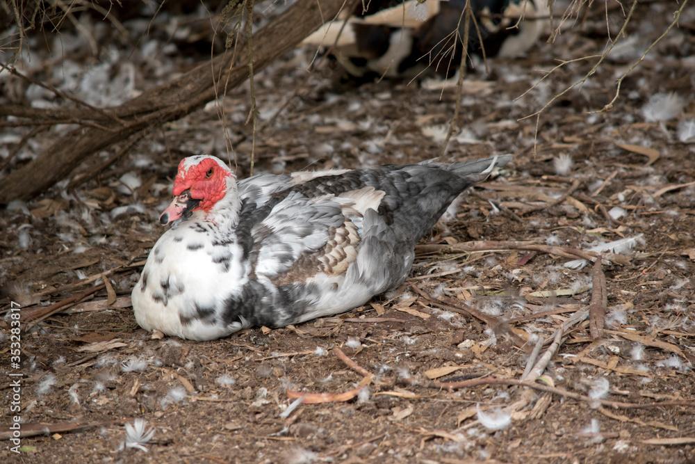the mucovy duck is resting next to the water the mucovy duck is resting next to the water