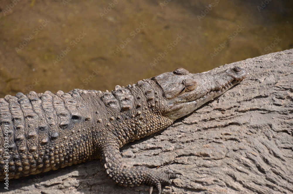 crocodile crocodile