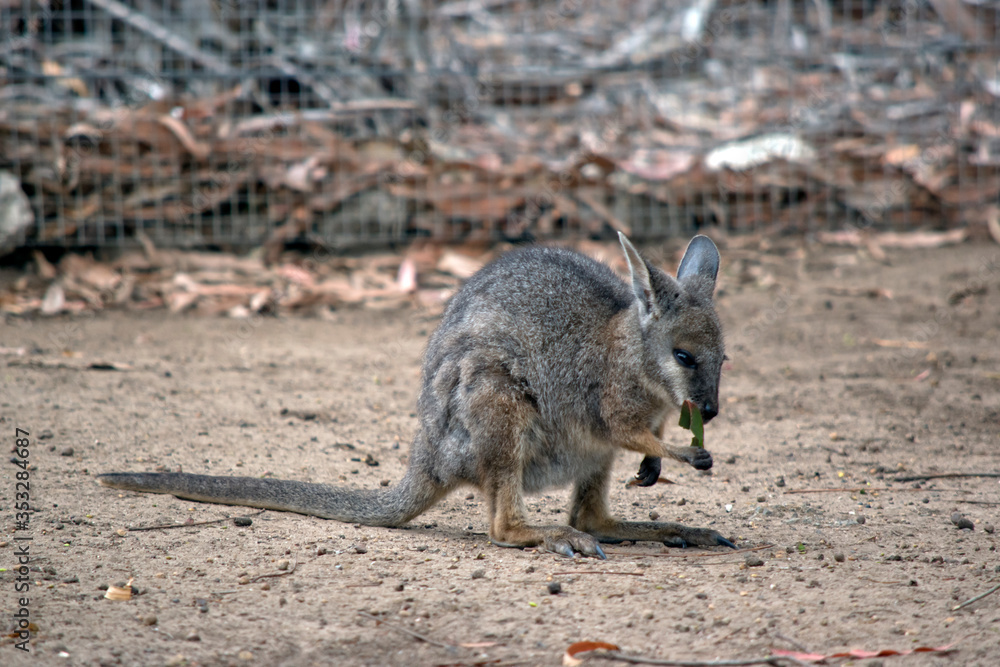 Naklejka premium The tammar wallaby, also known as the dama wallaby or darma wallaby, is a small macropod native to South and Western Australia