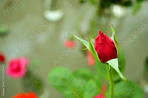 red rose on a green leaves background