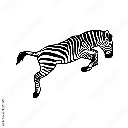 Graphical zebra isolated on white background, Vector illustration, Template