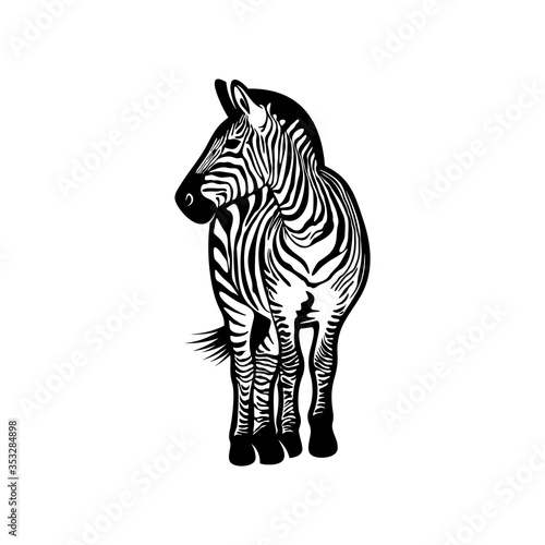Graphical zebra isolated on white background, Vector illustration, Template