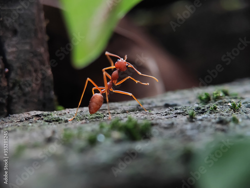 Blurry Ants on The Wood seen close up. fit for animal background. Blurry Background © Faqih