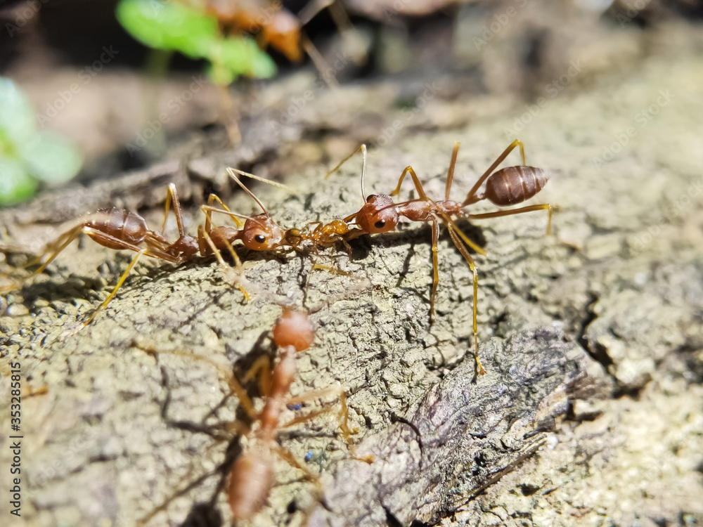 Blurry Ants on The Wood seen close up. fit for animal background. Blurry Background Blurry Ants on The Wood seen close up. fit for animal background. Blurry Background
