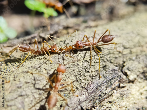 Blurry Ants on The Wood seen close up. fit for animal background. Blurry Background