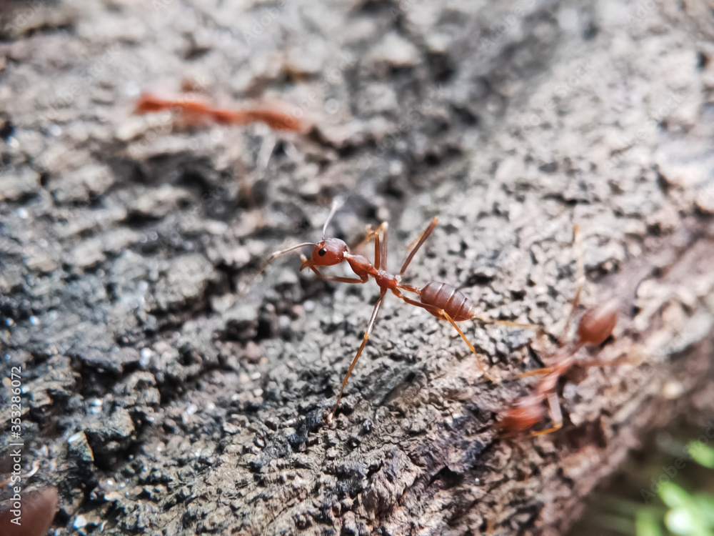 Blurry Ants on The Wood seen close up. fit for animal background. Blurry Background Blurry Ants on The Wood seen close up. fit for animal background. Blurry Background