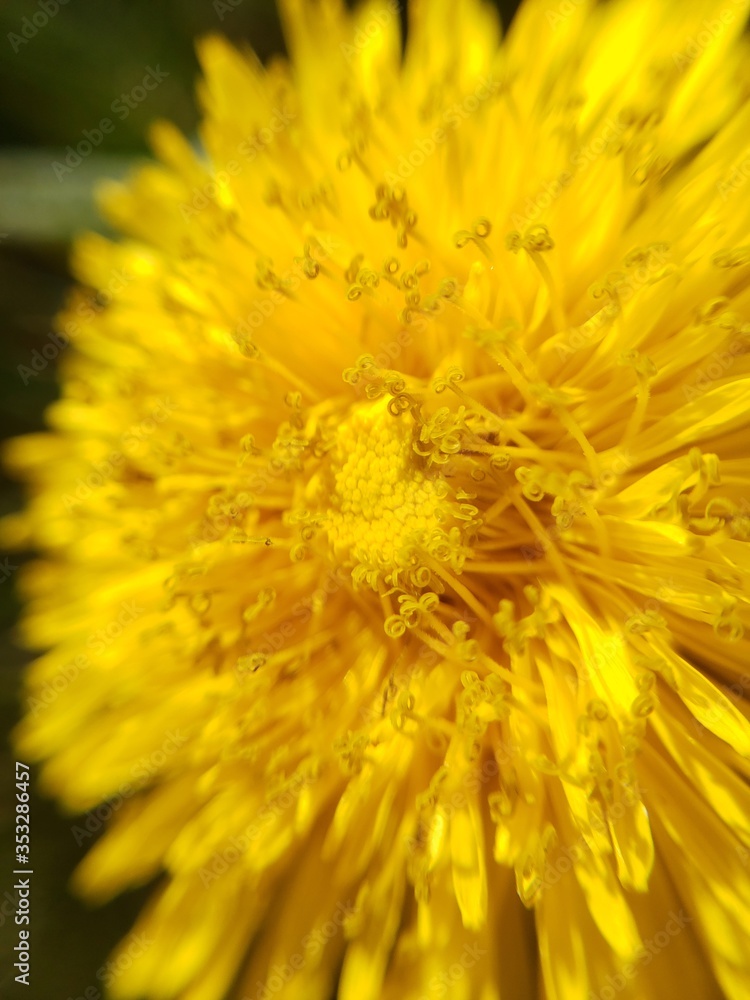 yellow dandelion flower closeup