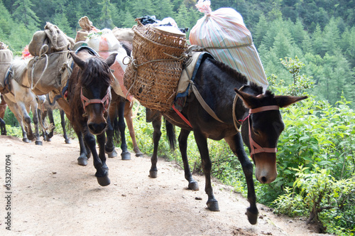 Pack of Donkeys Carrying Packages on the way up to Tiger's Nest Bhutan