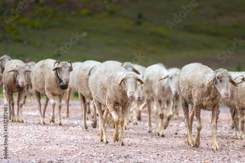 Fototapeta Naklejka Na Ścianę i Meble -  Goats and flock of sheep grazing in the meadow, They are preparing for the feast of sacrifice (Eid Al Adha)