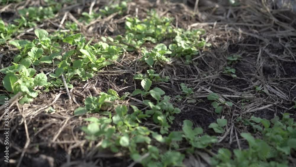 The seedlings of the vegetables in the plot,Kale seedlings in vegetable plots.