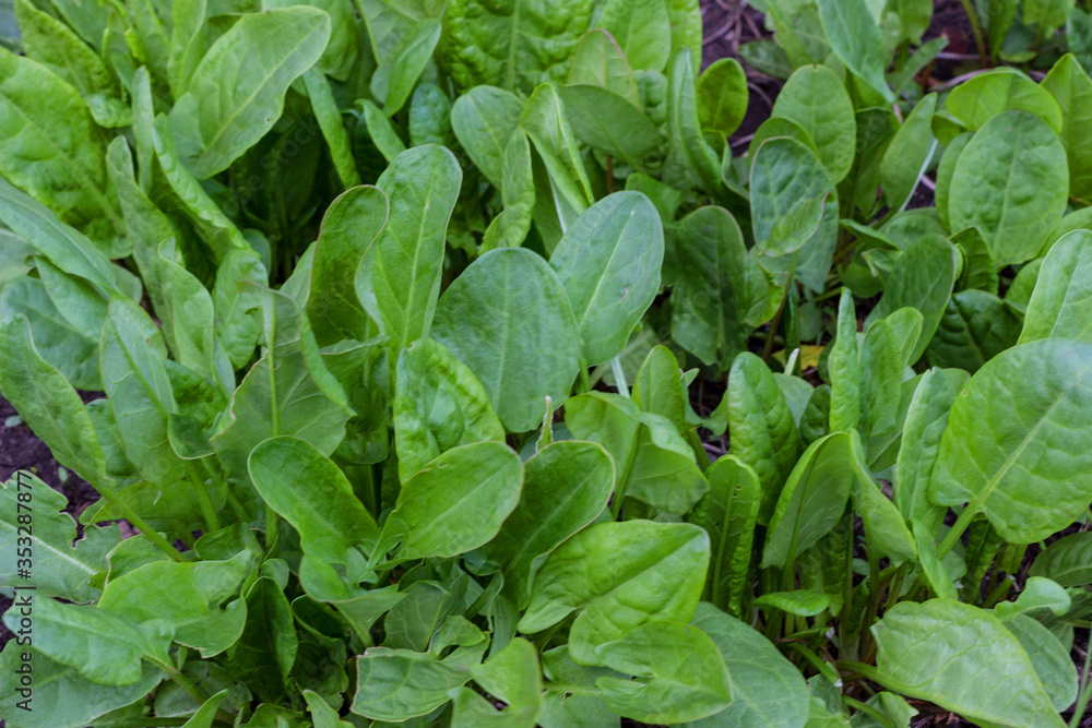 The first spring greens - sorrel Rumex acetosa spinach, growing in the garden. Green sour sorrel foliage texture source of folic acid, healthy nutrition. Pattern background for salad or soup. The first spring greens - sorrel Rumex acetosa spinach, growing in the garden. Green sour sorrel foliage texture source of folic acid, healthy nutrition. Pattern background for salad or soup.