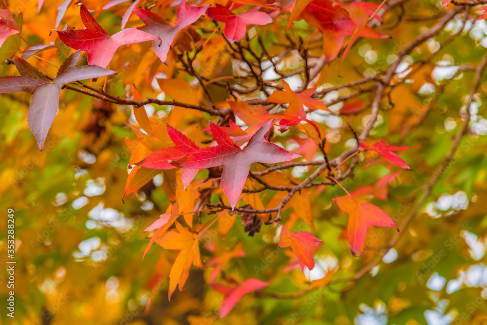 Fototapeta premium Autumn colours on display in the trees