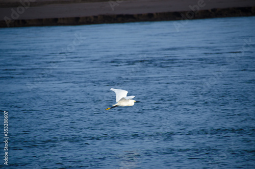 heron flying at the beach © Henry