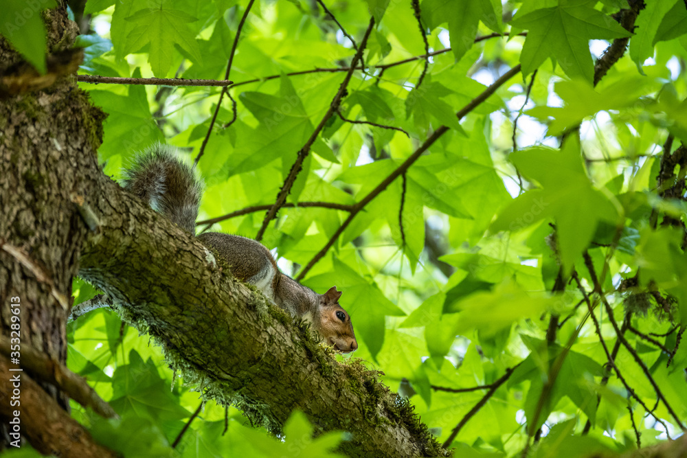 Looking up at a gray squirrel perched on a tree branch against green leaves
