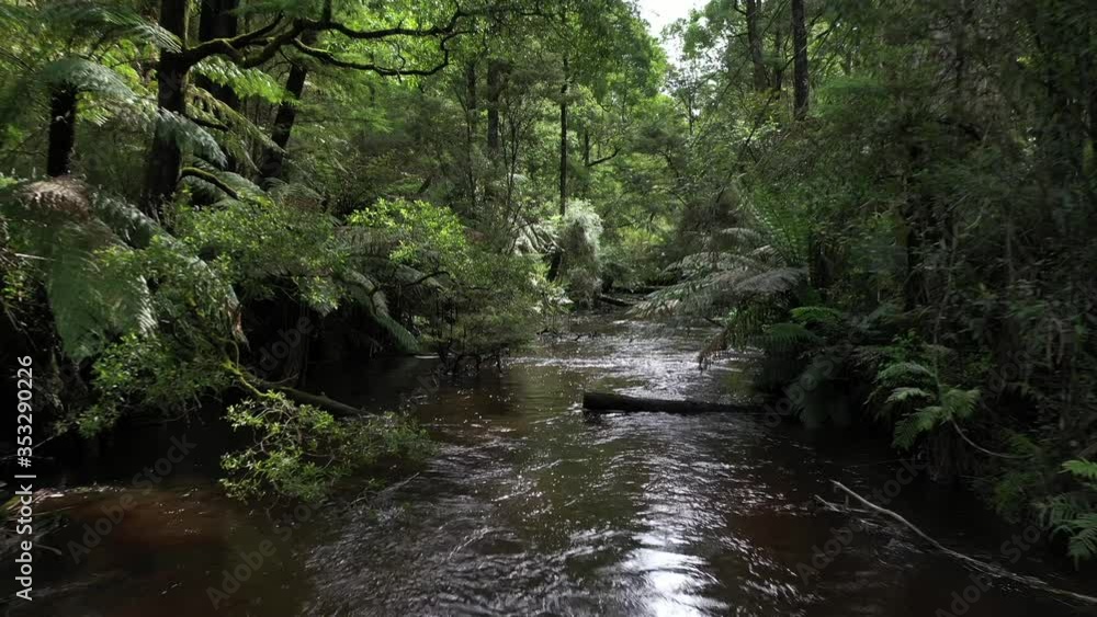 Drone flying low up river with lush green trees and ferns overhanging in victoria, australia Drone flying low up river with lush green trees and ferns overhanging in victoria, australia