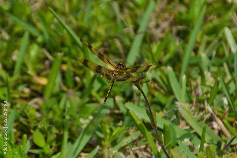Gold and Brown Dragonfly Gold and Brown Dragonfly