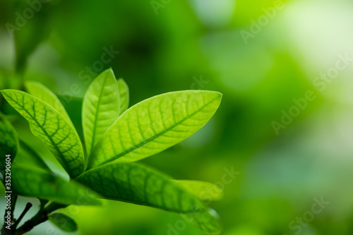 nature view of green leaf abstract background in garden