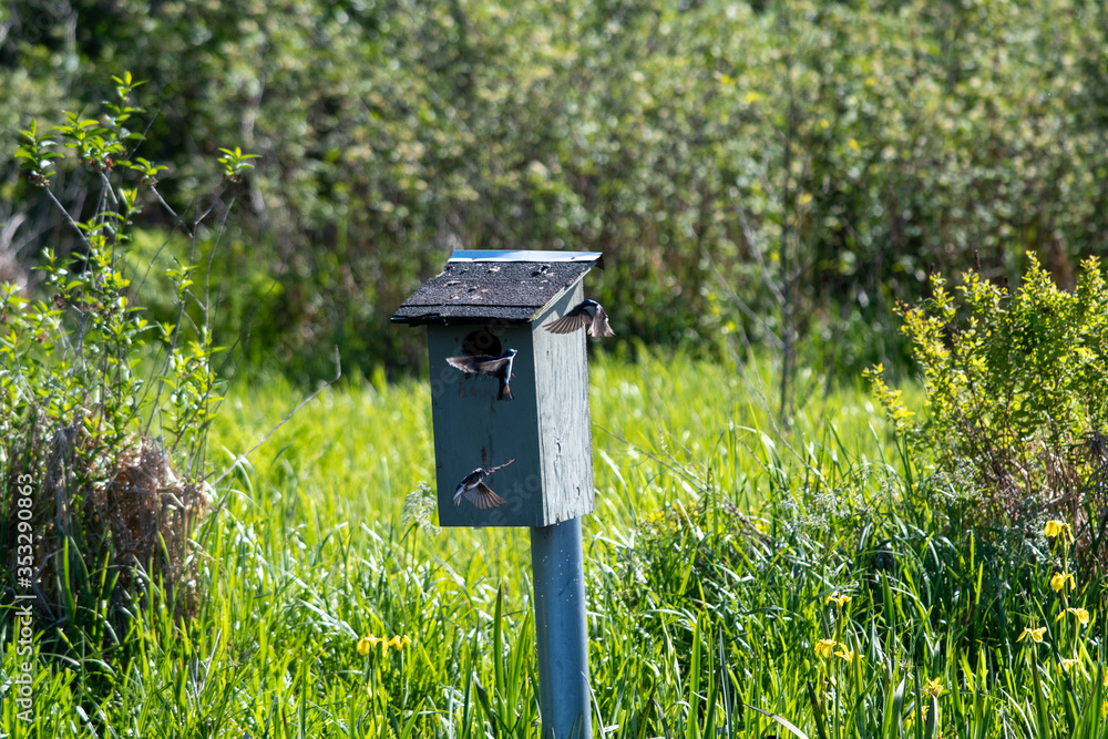 Tree swallows flying around the birdhouse. Vancouver BC Canada
Tree swallows flying around the birdhouse. Vancouver BC Canada