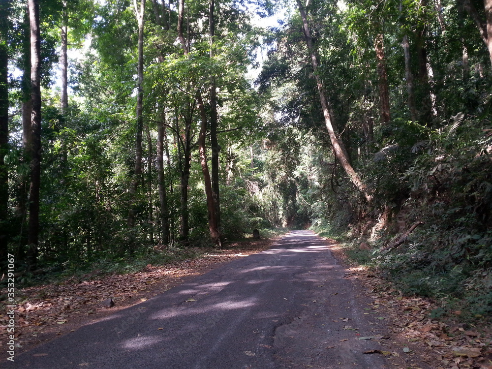 Fototapeta premium road in the woods
